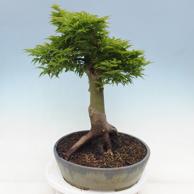 Bonsai für draußen -Javor-Palme Acer palmatum Shishigashira