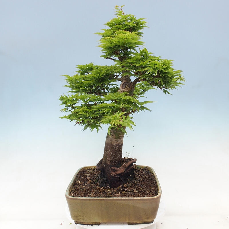 Bonsai für draußen -Javor-Palme Acer palmatum Shishigashira