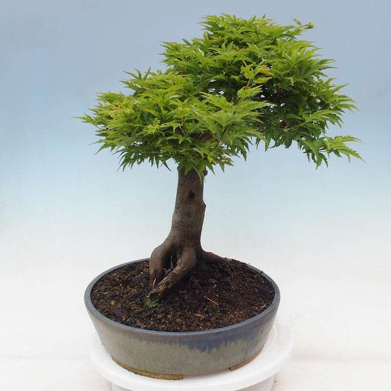 Bonsai für draußen -Javor-Palme Acer palmatum Shishigashira