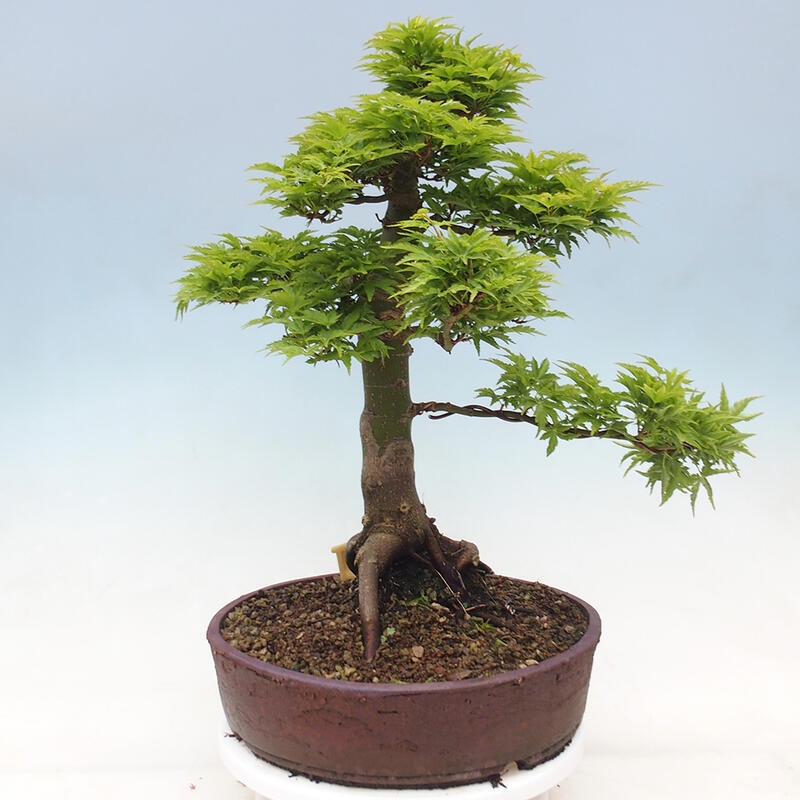 Bonsai für draußen -Javor-Palme Acer palmatum Shishigashira