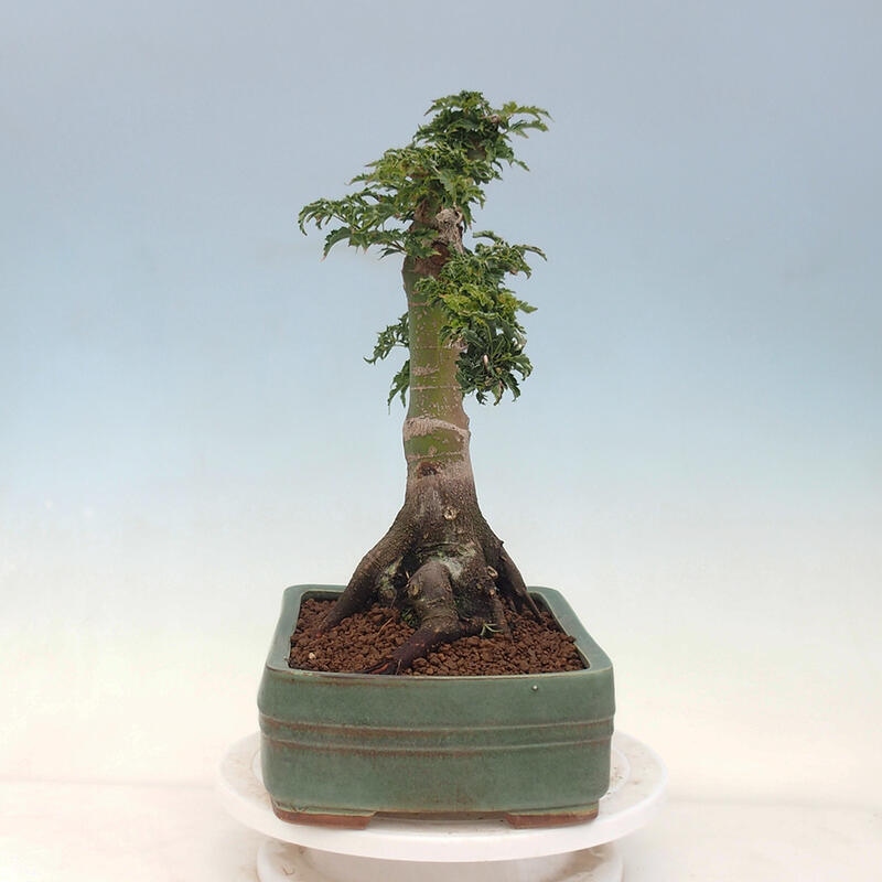 Bonsai für draußen -Javor-Palme Acer palmatum Shishigashira