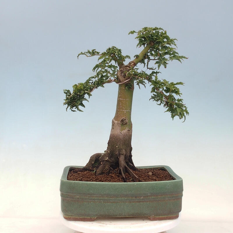 Bonsai für draußen -Javor-Palme Acer palmatum Shishigashira