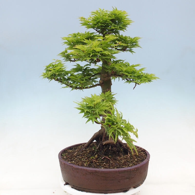 Bonsai für draußen -Javor-Palme Acer palmatum Shishigashira