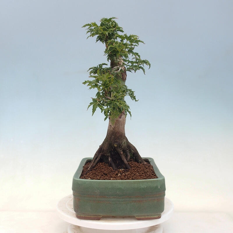 Bonsai für draußen -Javor-Palme Acer palmatum Shishigashira