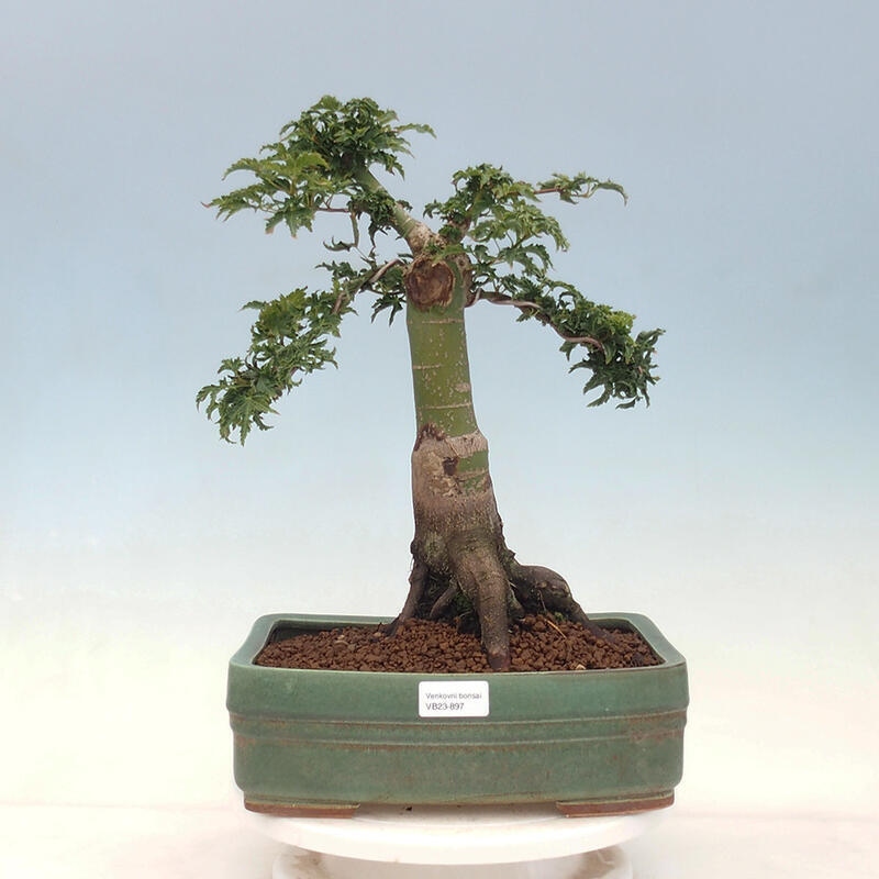 Bonsai für draußen -Javor-Palme Acer palmatum Shishigashira