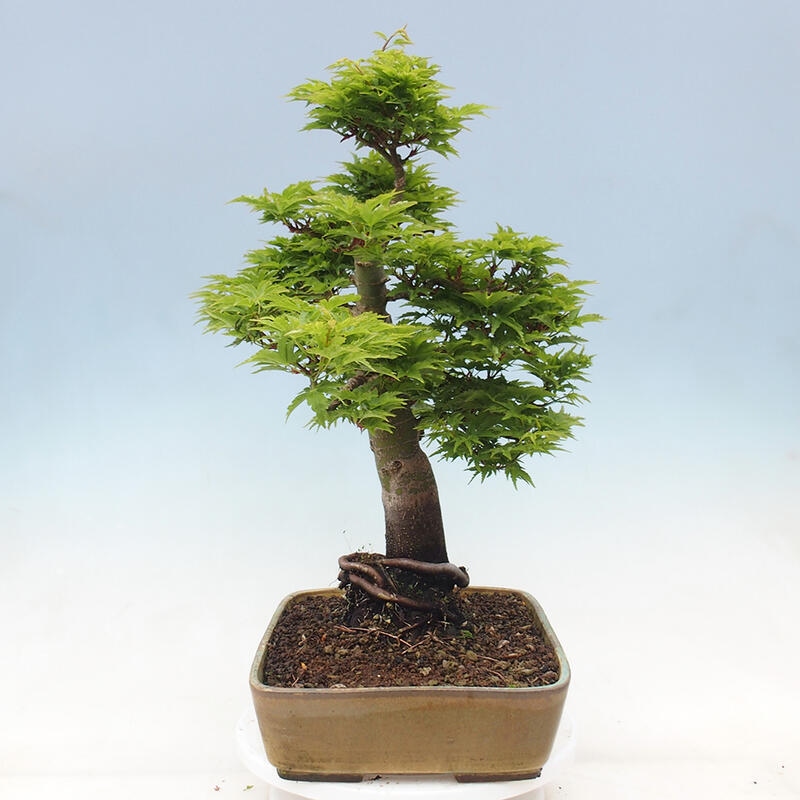 Bonsai für draußen -Javor-Palme Acer palmatum Shishigashira