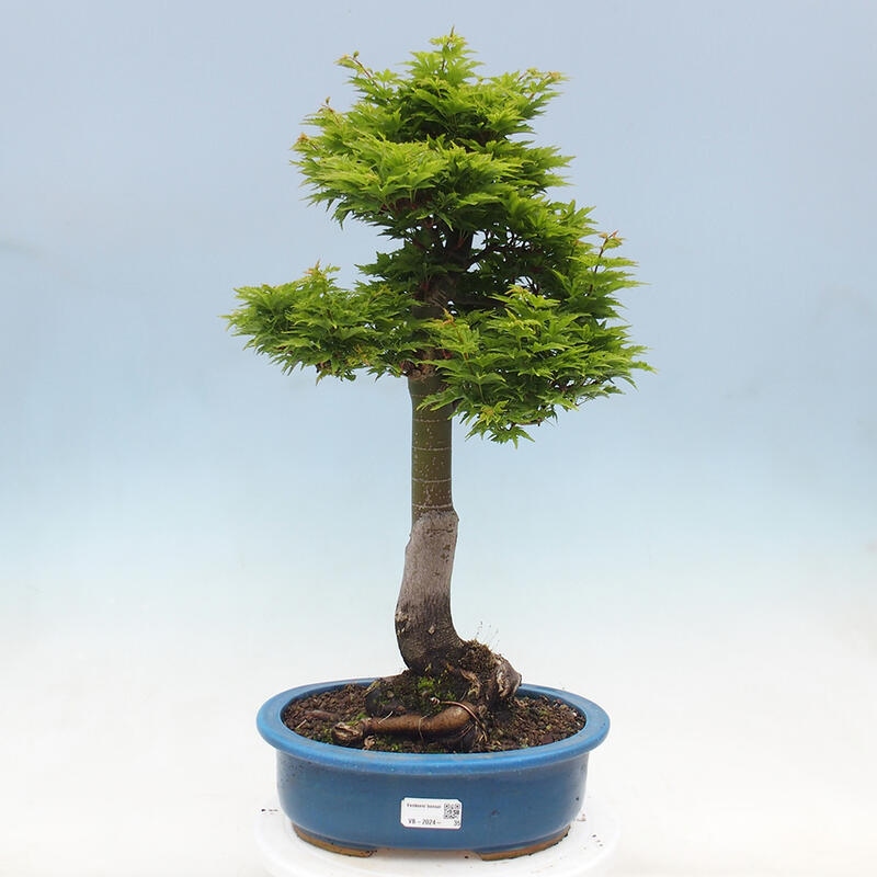 Bonsai für draußen -Javor-Palme Acer palmatum Shishigashira