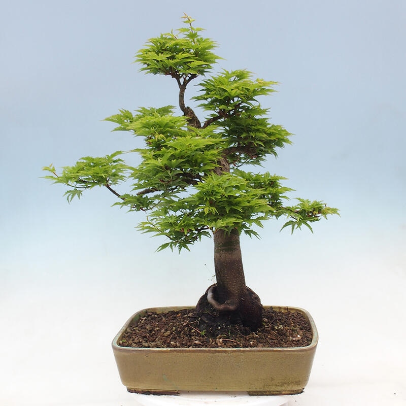 Bonsai für draußen -Javor-Palme Acer palmatum Shishigashira