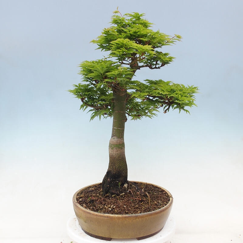 Bonsai für draußen -Javor-Palme Acer palmatum Shishigashira