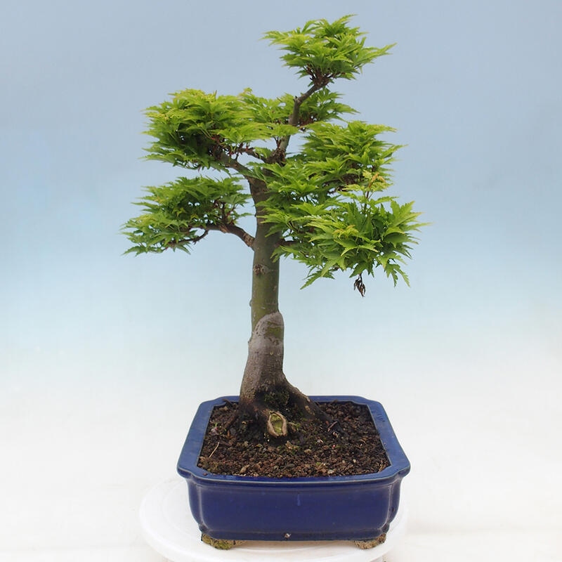 Bonsai für draußen -Javor-Palme Acer palmatum Shishigashira