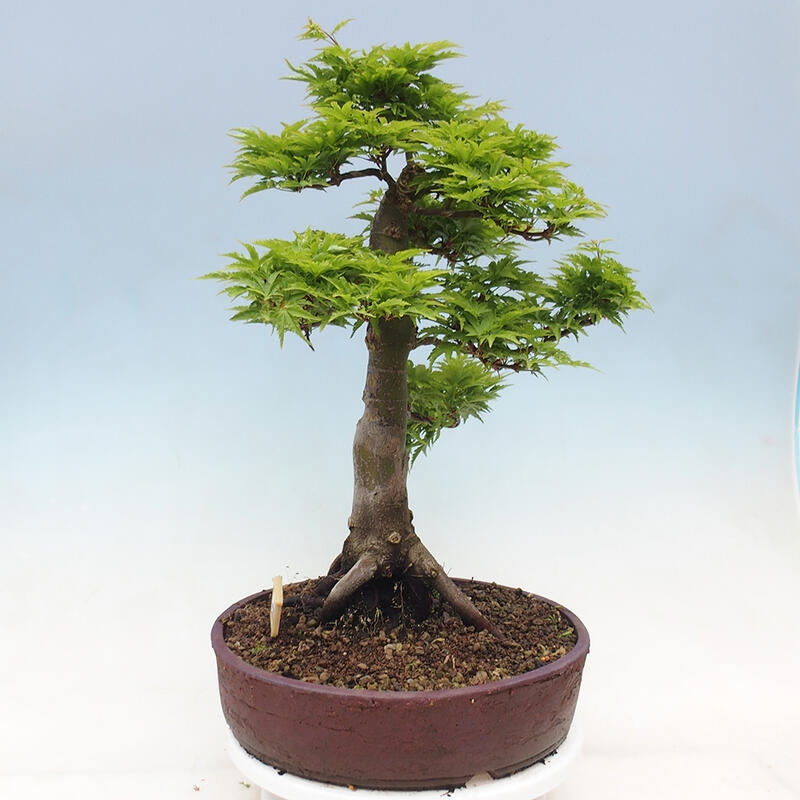 Bonsai für draußen -Javor-Palme Acer palmatum Shishigashira