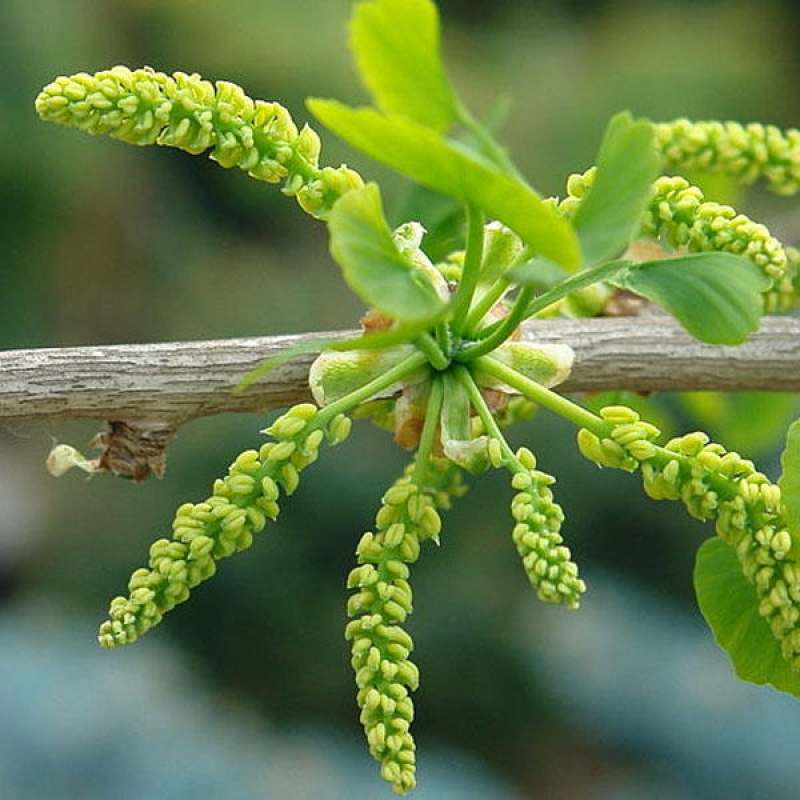 Bonsai für draußen - Ginkgo biloba - Ginkgo biloba