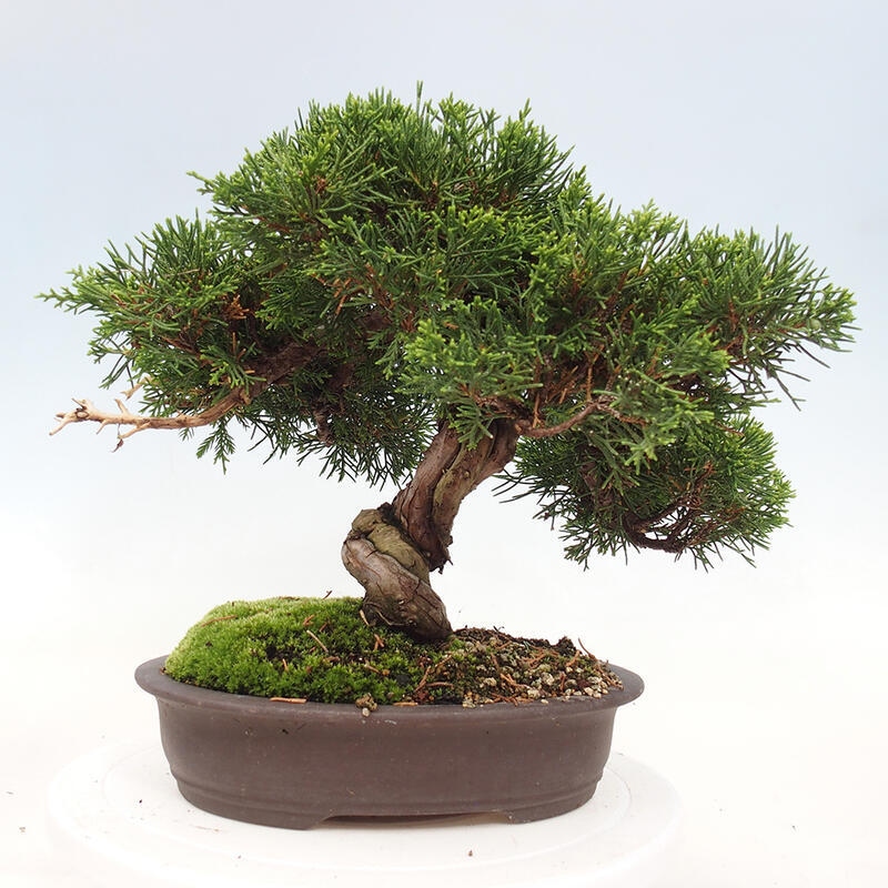 Bonsai für draußen - Juniperus chinensis Itoigawa-Juniperus chinensis