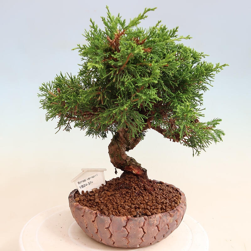Bonsai für draußen - Juniperus chinensis Itoigawa
