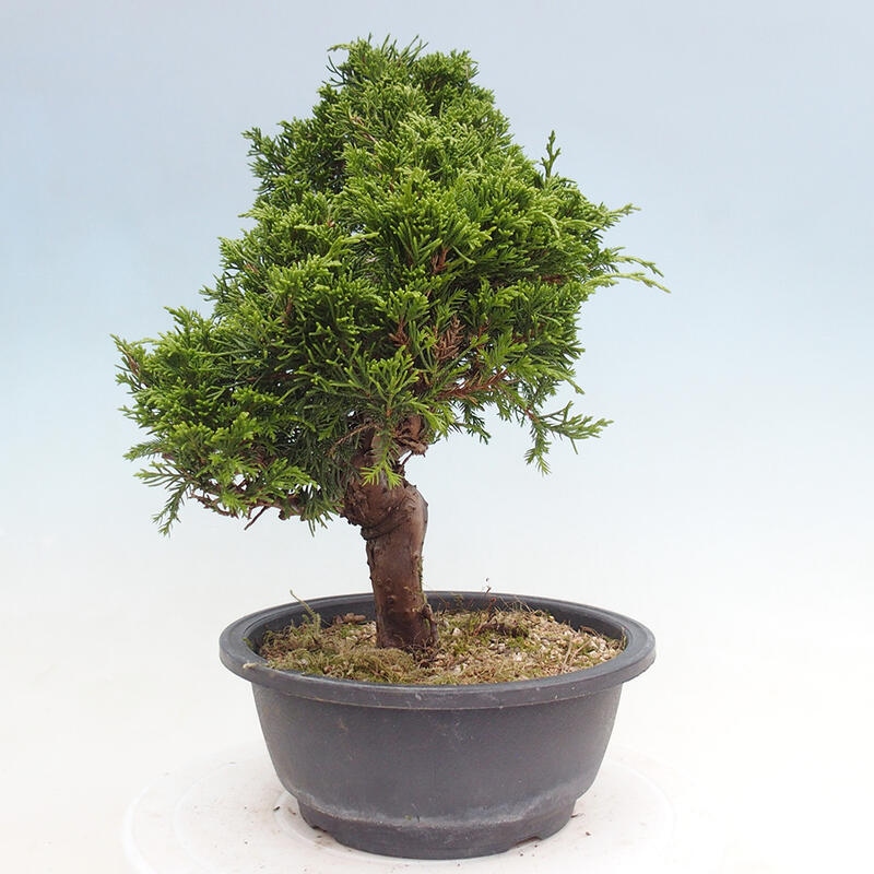 Bonsai für draußen - Juniperus chinensis Itoigawa
