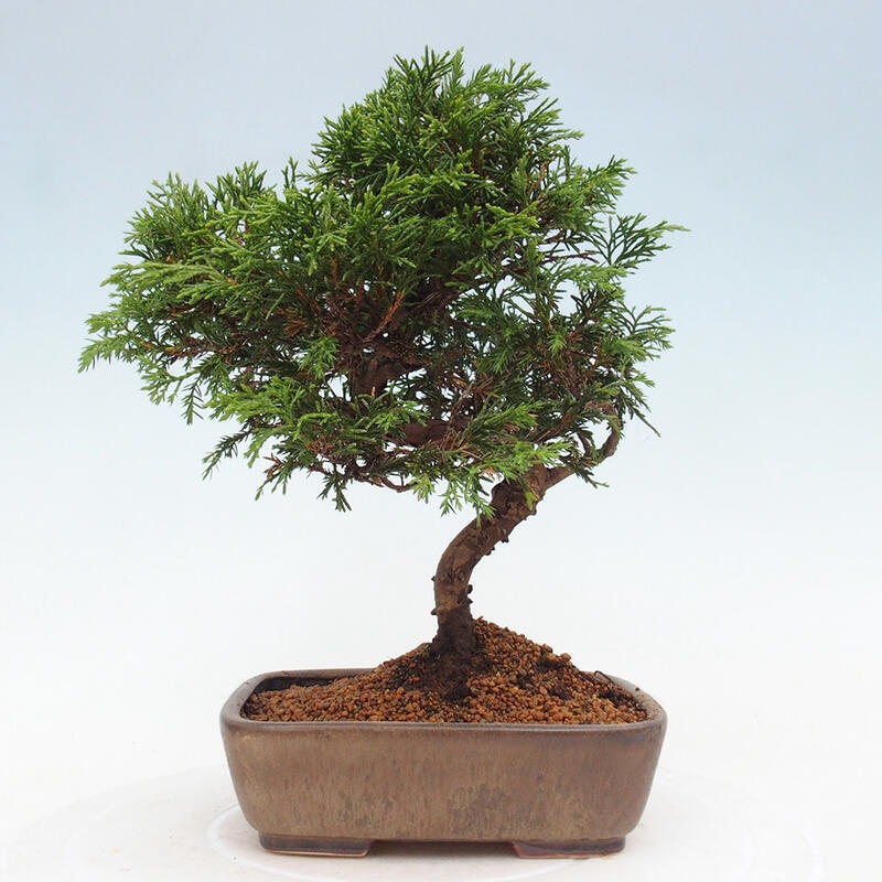 Bonsai für draußen - Juniperus chinensis Itoigawa