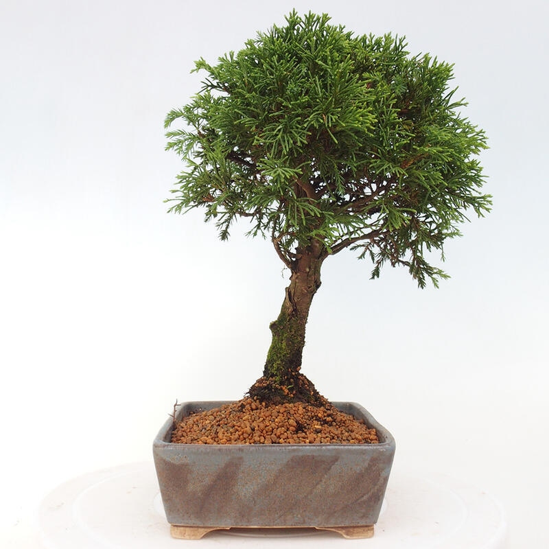 Bonsai für draußen - Juniperus chinensis Itoigawa