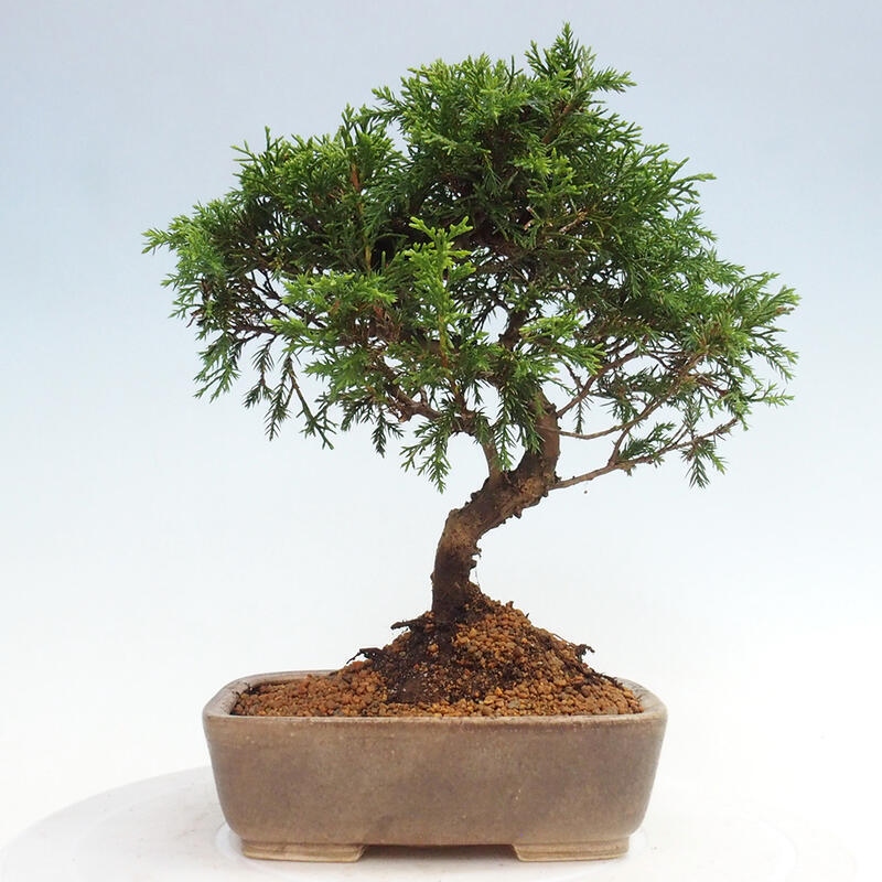 Bonsai für draußen - Juniperus chinensis Itoigawa