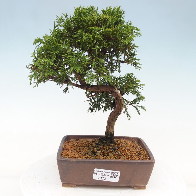 Bonsai für draußen - Juniperus chinensis Itoigawa