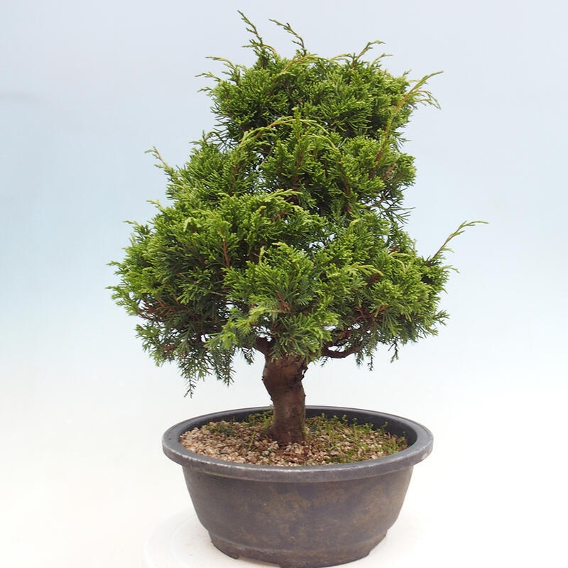 Bonsai für draußen - Juniperus chinensis Itoigawa