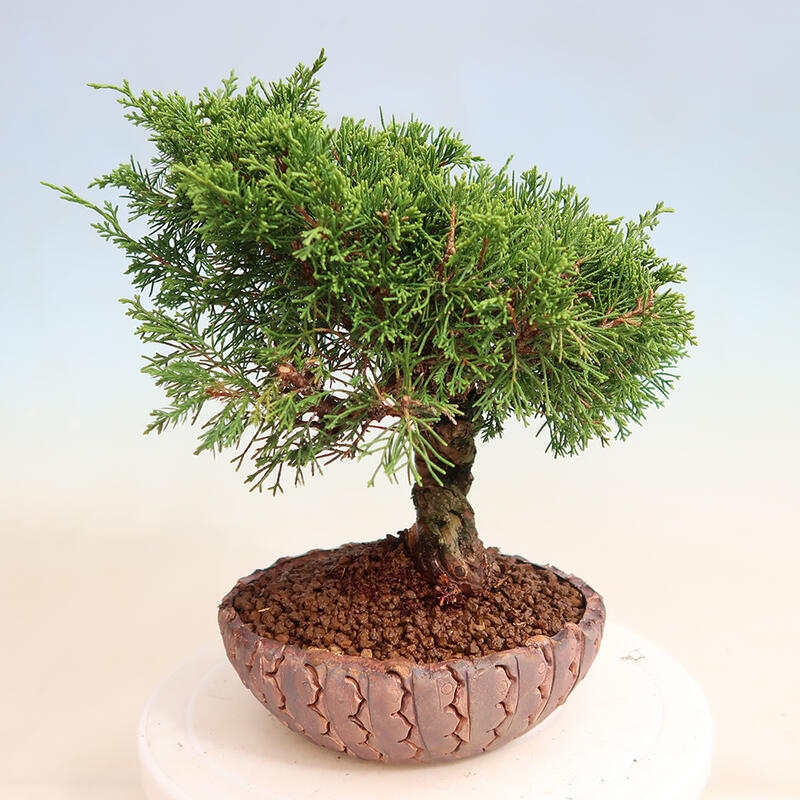 Bonsai für draußen - Juniperus chinensis Itoigawa