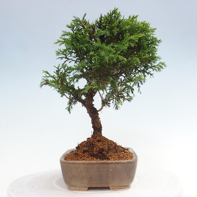 Bonsai für draußen - Juniperus chinensis Itoigawa