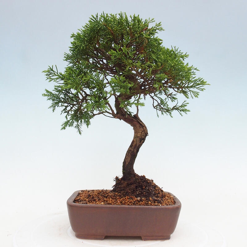 Bonsai für draußen - Juniperus chinensis Itoigawa