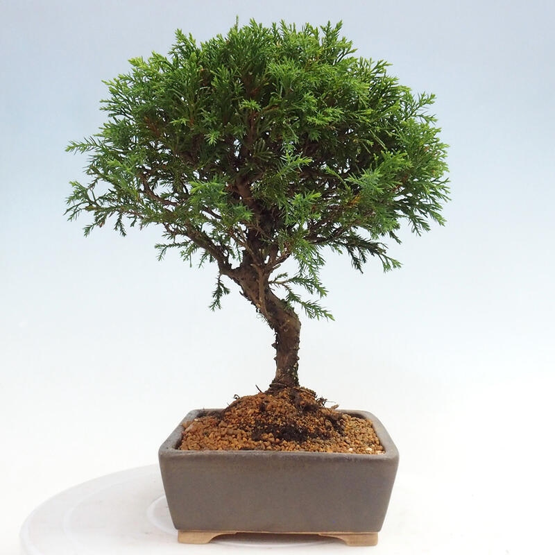 Bonsai für draußen - Juniperus chinensis Itoigawa