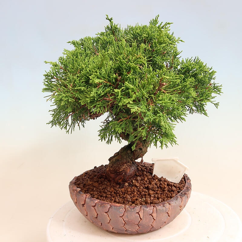 Bonsai für draußen - Juniperus chinensis Itoigawa