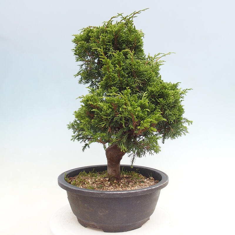 Bonsai für draußen - Juniperus chinensis Itoigawa