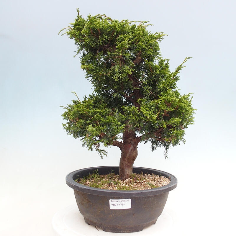 Bonsai für draußen - Juniperus chinensis Itoigawa