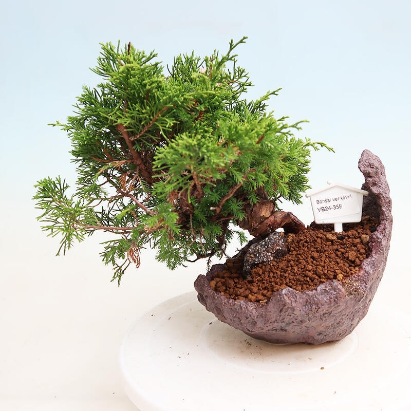 Bonsai für draußen - Juniperus chinensis Itoigawa