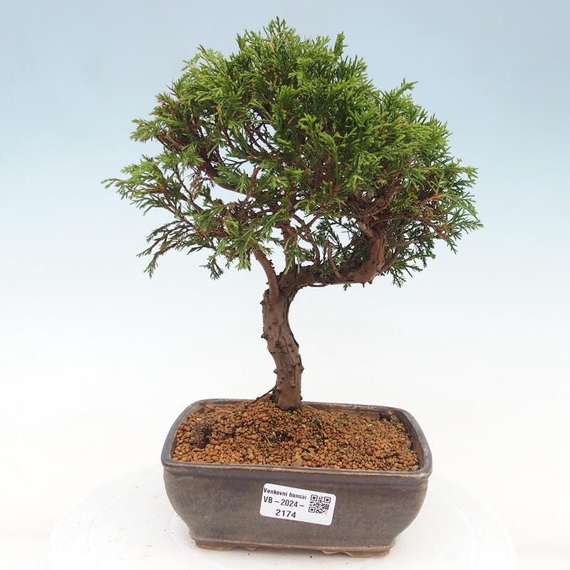 Bonsai für draußen - Juniperus chinensis Itoigawa