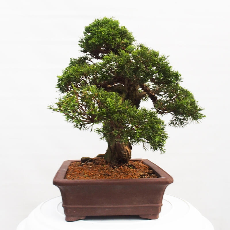 Bonsai für draußen - Juniperus chinensis Itoigawa