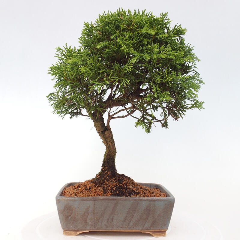 Bonsai für draußen - Juniperus chinensis Itoigawa