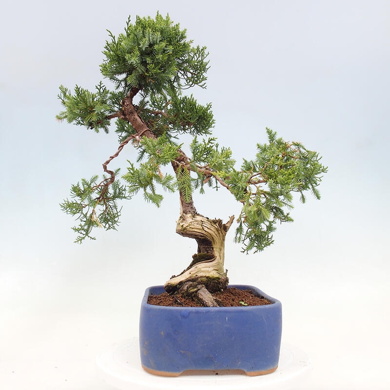 Bonsai für draußen - Juniperus chinensis Itoigawa-Juniperus chinensis