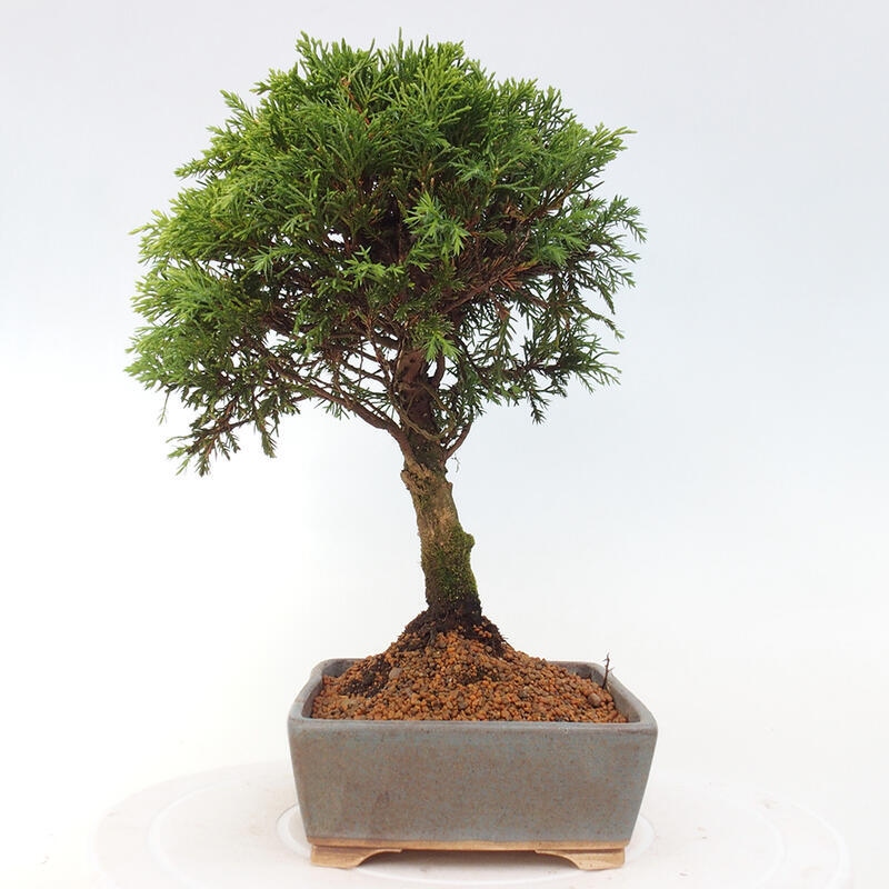 Bonsai für draußen - Juniperus chinensis Itoigawa