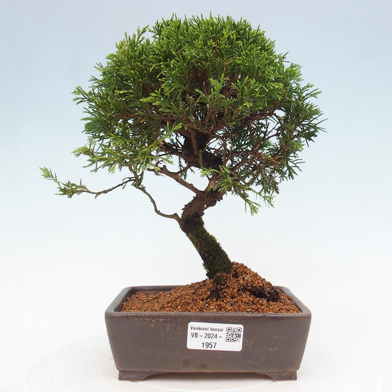 Bonsai für draußen - Juniperus chinensis Itoigawa