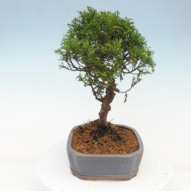 Bonsai für draußen - Juniperus chinensis Itoigawa