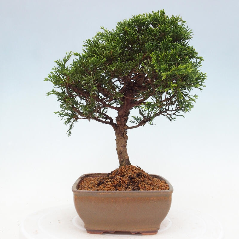Bonsai für draußen - Juniperus chinensis Itoigawa
