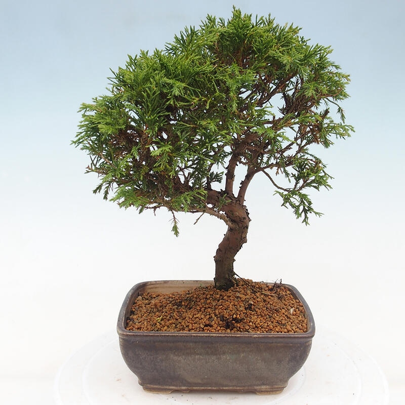 Bonsai für draußen - Juniperus chinensis Itoigawa