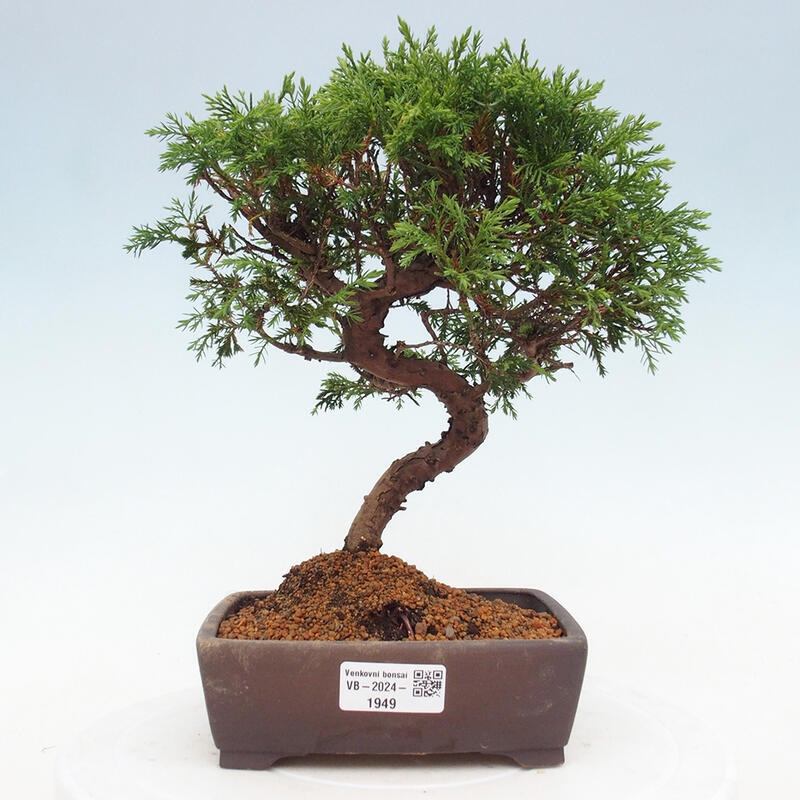 Bonsai für draußen - Juniperus chinensis Itoigawa