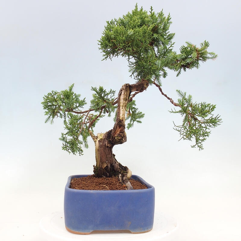 Bonsai für draußen - Juniperus chinensis Itoigawa-Juniperus chinensis