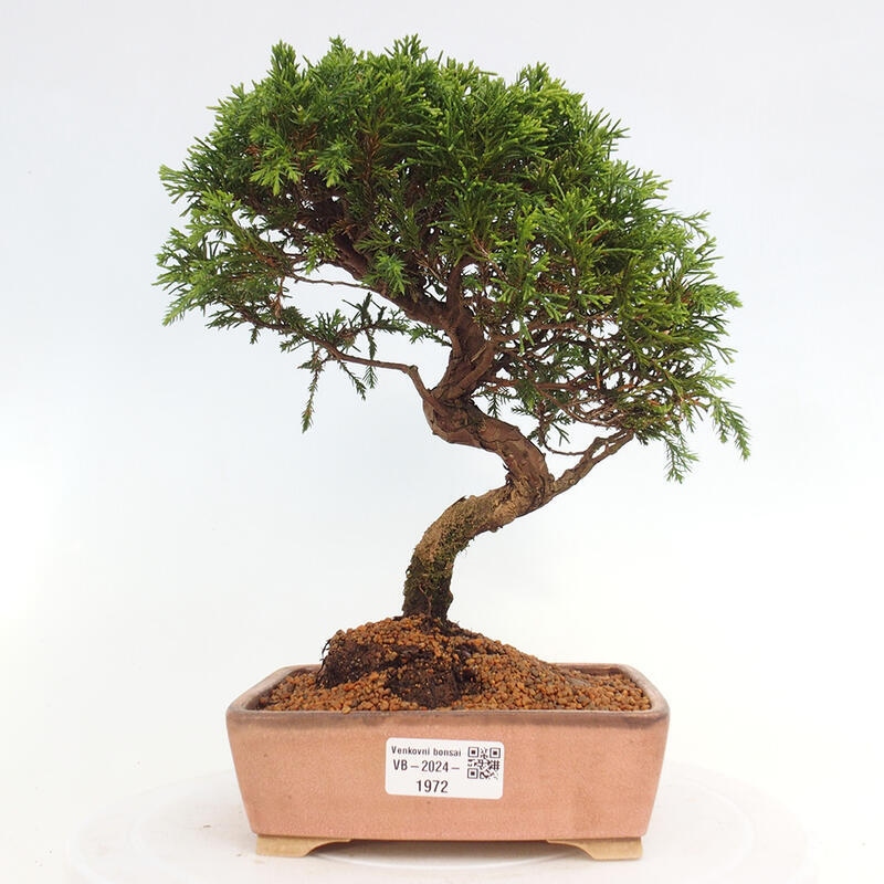 Bonsai für draußen - Juniperus chinensis Itoigawa