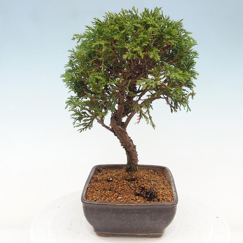 Bonsai für draußen - Juniperus chinensis Itoigawa
