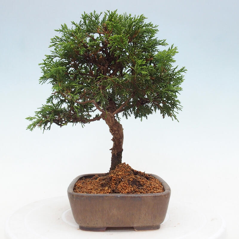Bonsai für draußen - Juniperus chinensis Itoigawa