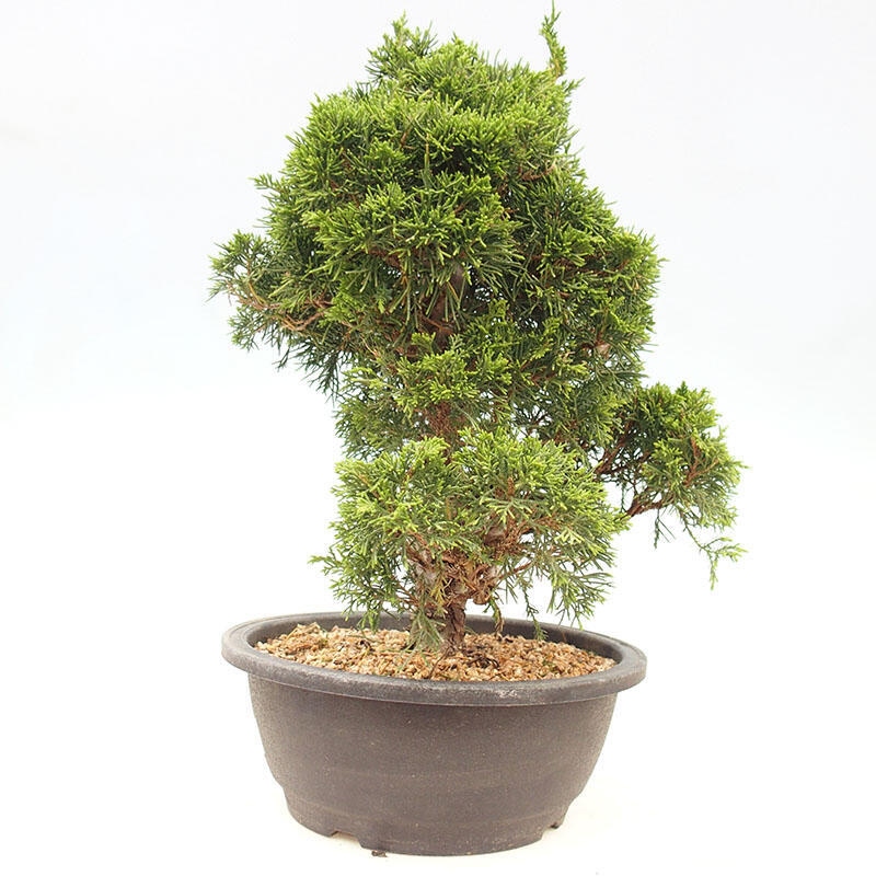 Bonsai für draußen - Juniperus chinensis Itoigawa-Juniperus chinensis