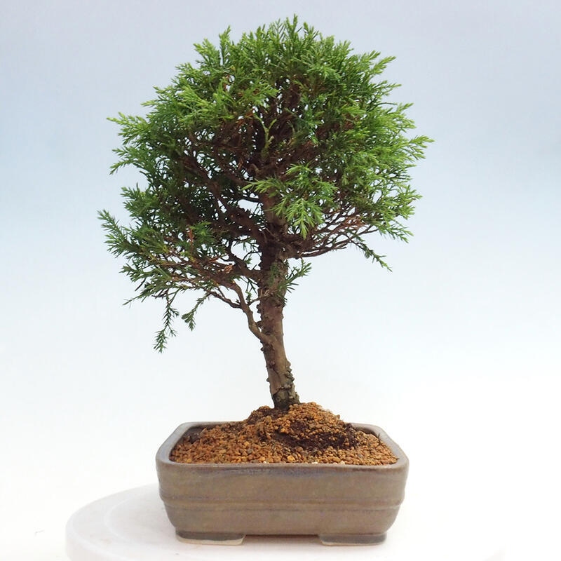Bonsai für draußen - Juniperus chinensis Itoigawa
