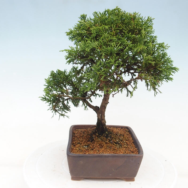 Bonsai für draußen - Juniperus chinensis Itoigawa