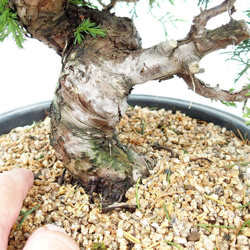 Bonsai für draußen - Juniperus chinensis Itoigawa-Juniperus chinensis